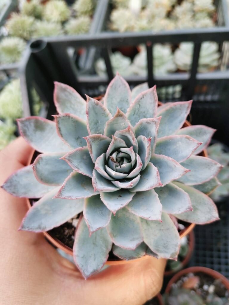 Siracactus-Succulente-Echeveria-boeil-rose.jpg