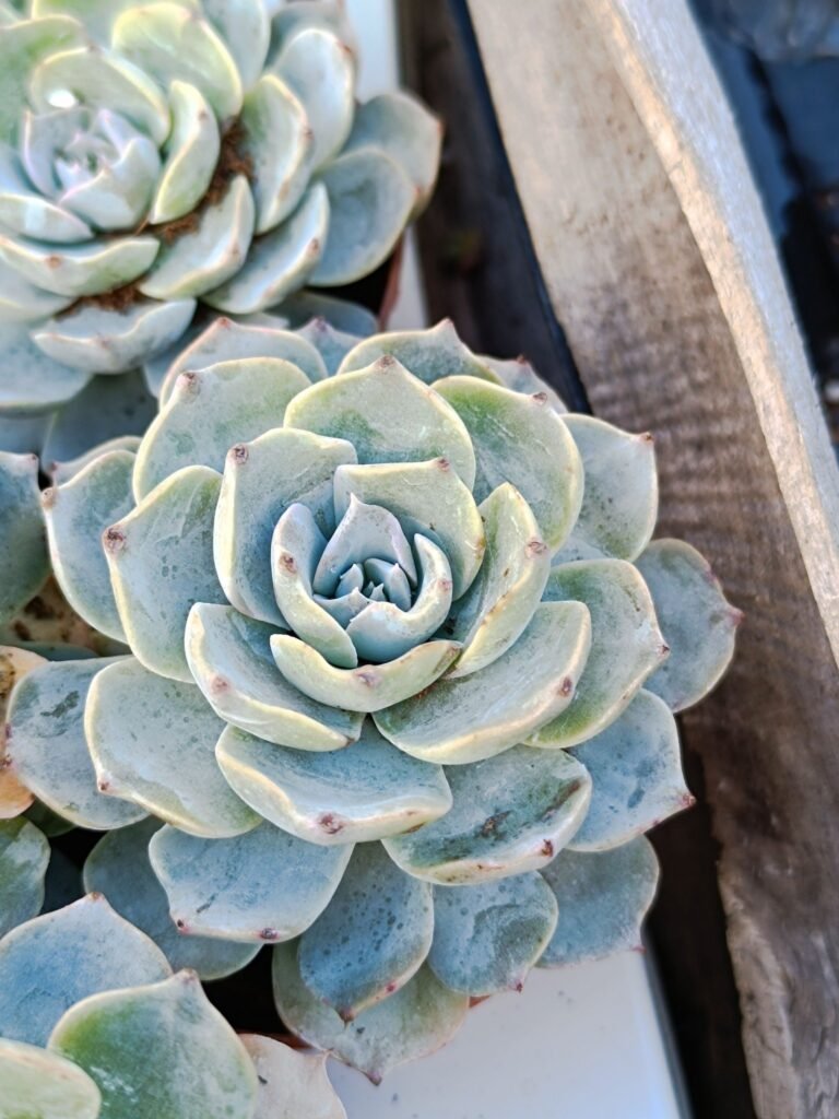 Siracactus-Succulente-Echeveria-bruma.jpg