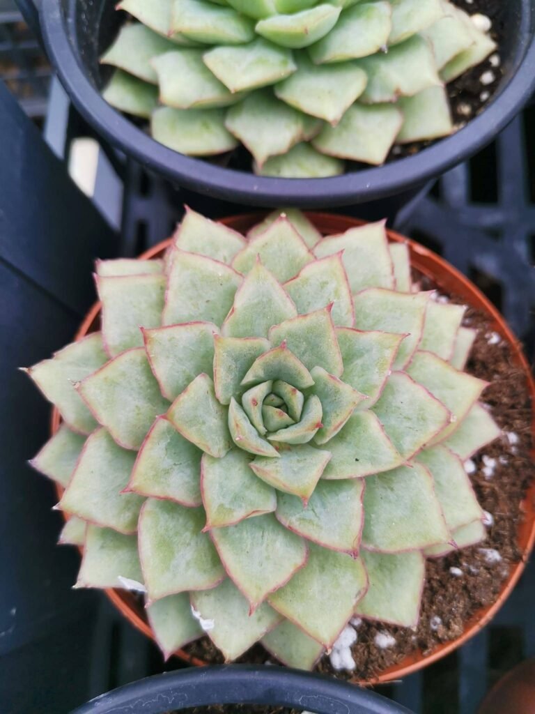 Siracactus-Succulente-Echeveria-californica-queen.jpg