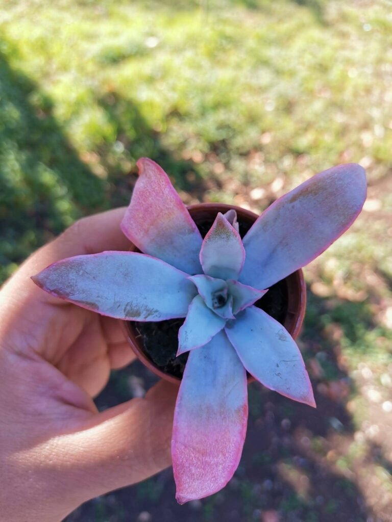 Siracactus-Succulente-Echeveria-cante.jpg