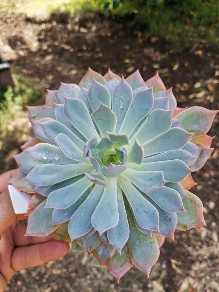 Siracactus-Succulente-Echeveria-caribbean.jpg