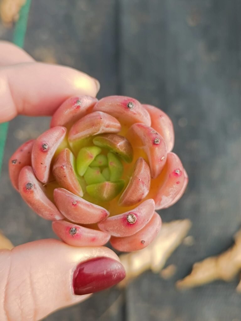 Siracactus-Succulente-Echeveria-champagne-korean-1.jpg