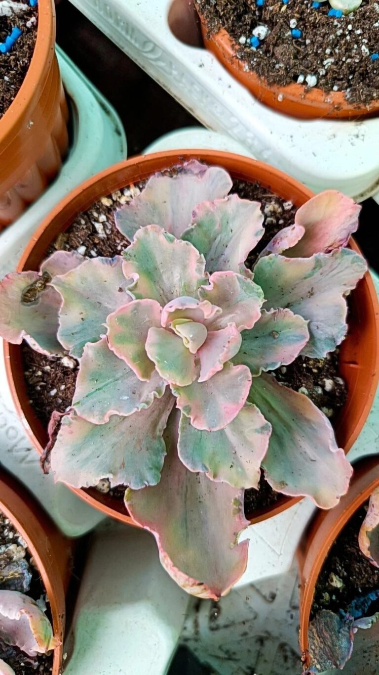 Siracactus-Succulente-Echeveria-chantilly-marginata-Variegata-korean.jpg