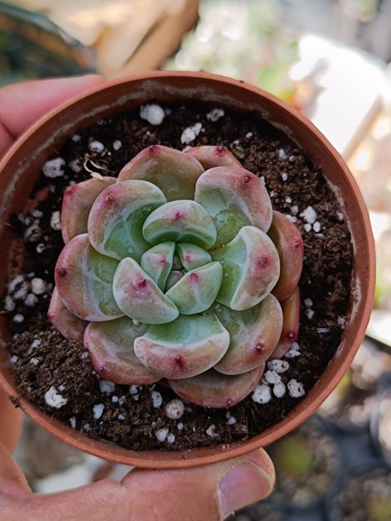 Siracactus-Succulente-Echeveria-charlotte-korean.jpg