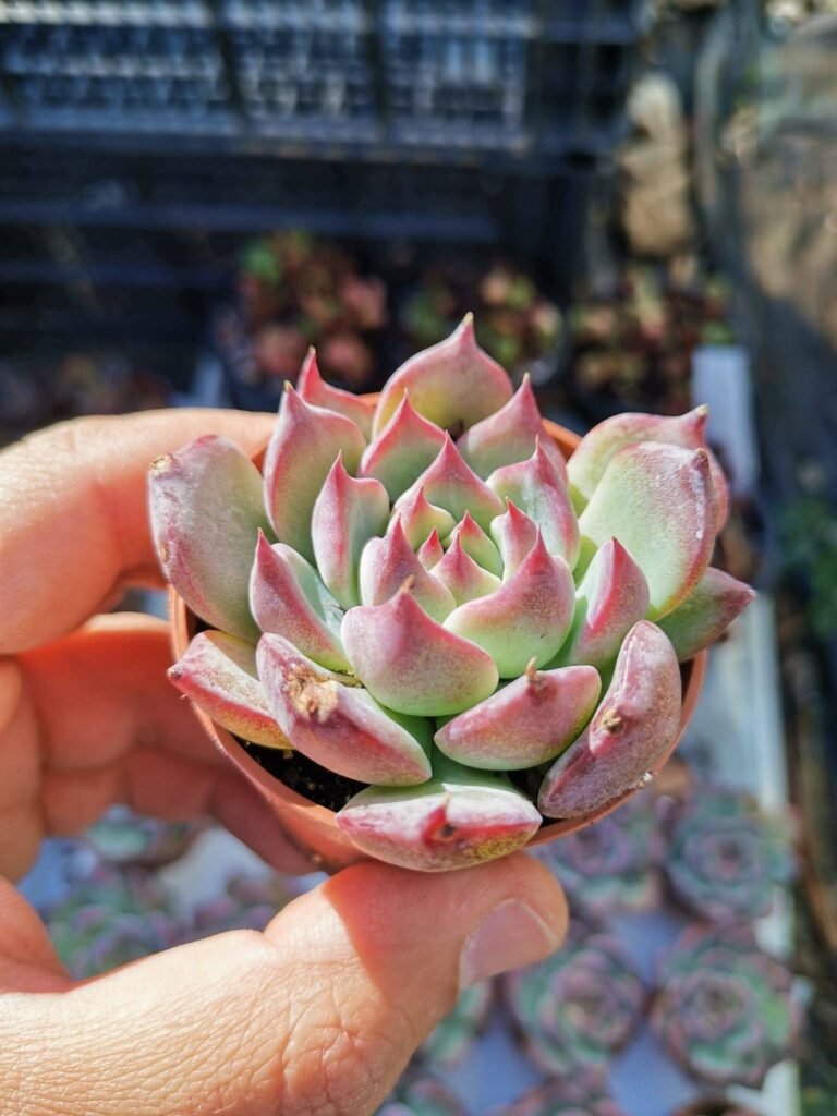 Siracactus-Succulente-Echeveria-chihuahuensis-yecora-2.jpg