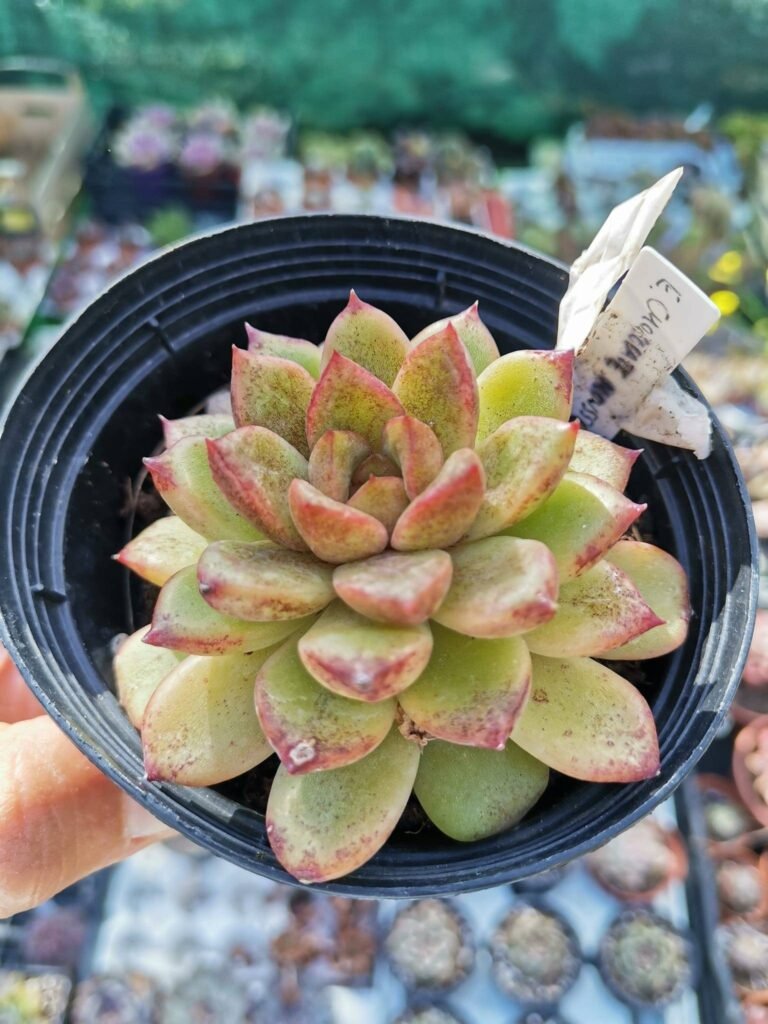 Siracactus-Succulente-Echeveria-chocolate-mousse-korean.jpg