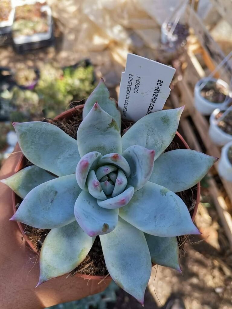Siracactus-Succulente-Echeveria-colorata.jpg