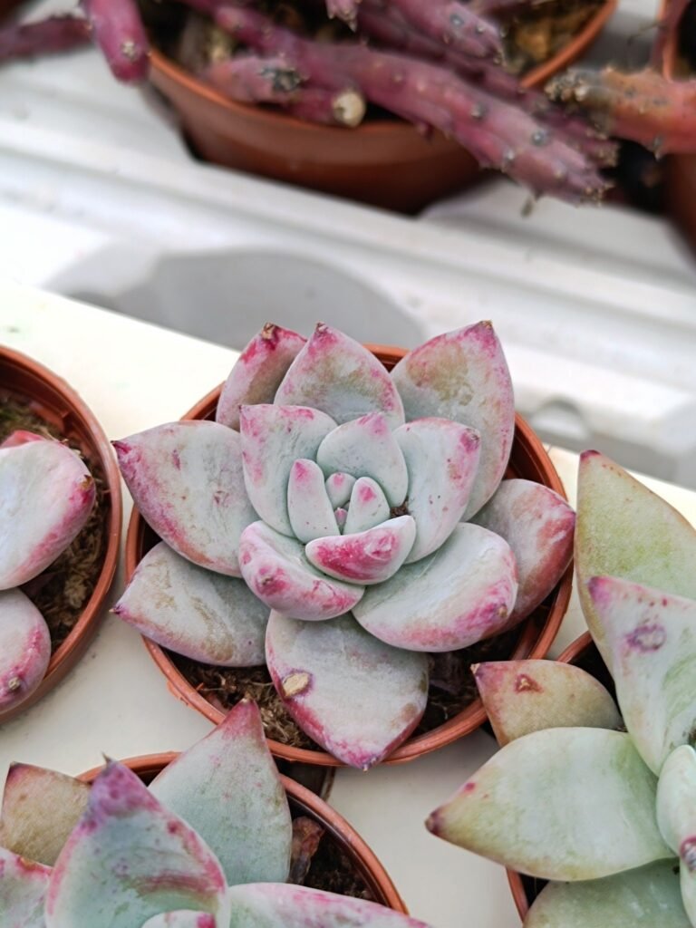 Siracactus-Succulente-Echeveria-colorata-tapalpa-4.jpg