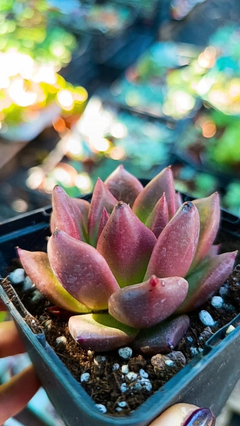 Siracactus-Succulente-Echeveria-colorata-x-Rubin.jpg