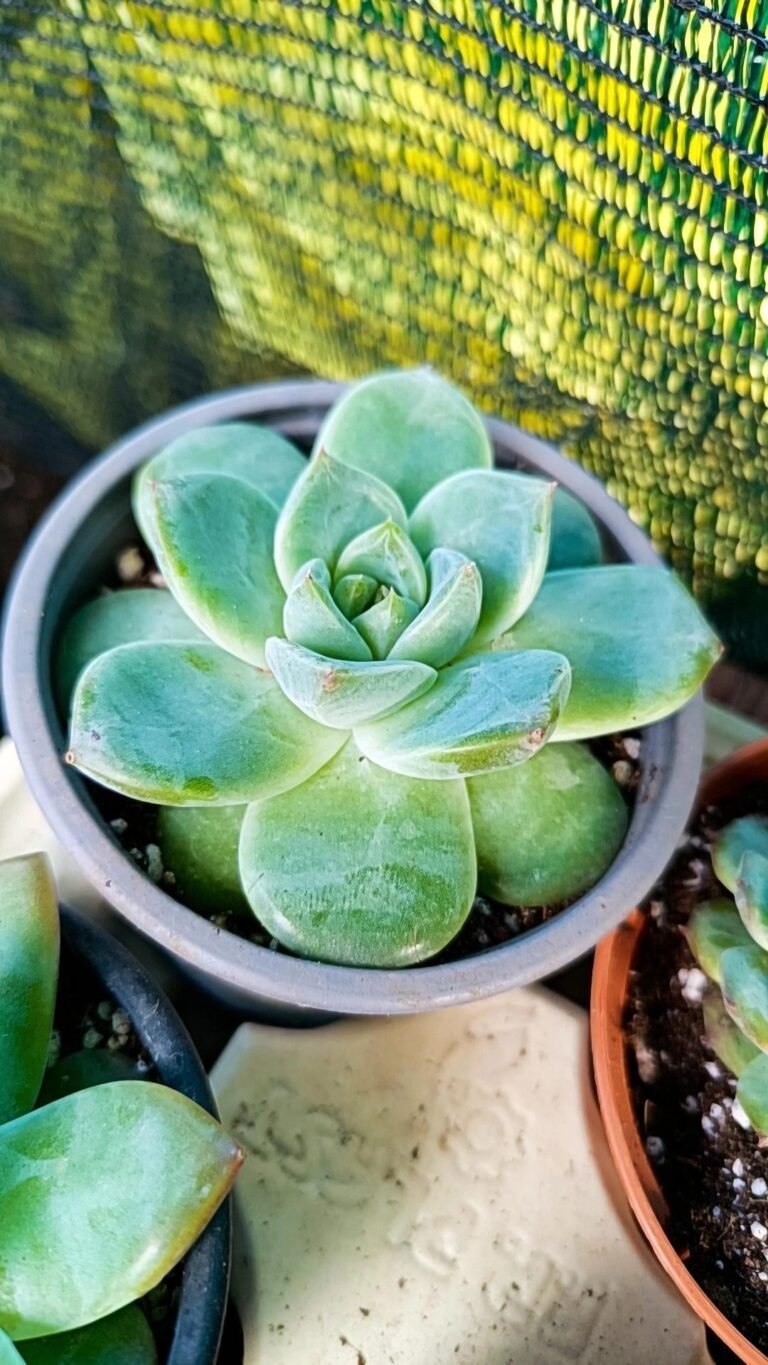 Siracactus-Succulente-Echeveria-colorata-x-albicans-Mexican-giant.jpg