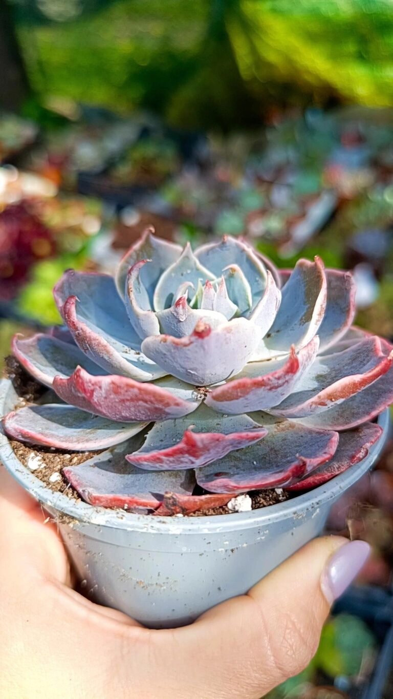 Siracactus-Succulente-Echeveria-colorshift-2-1.jpg