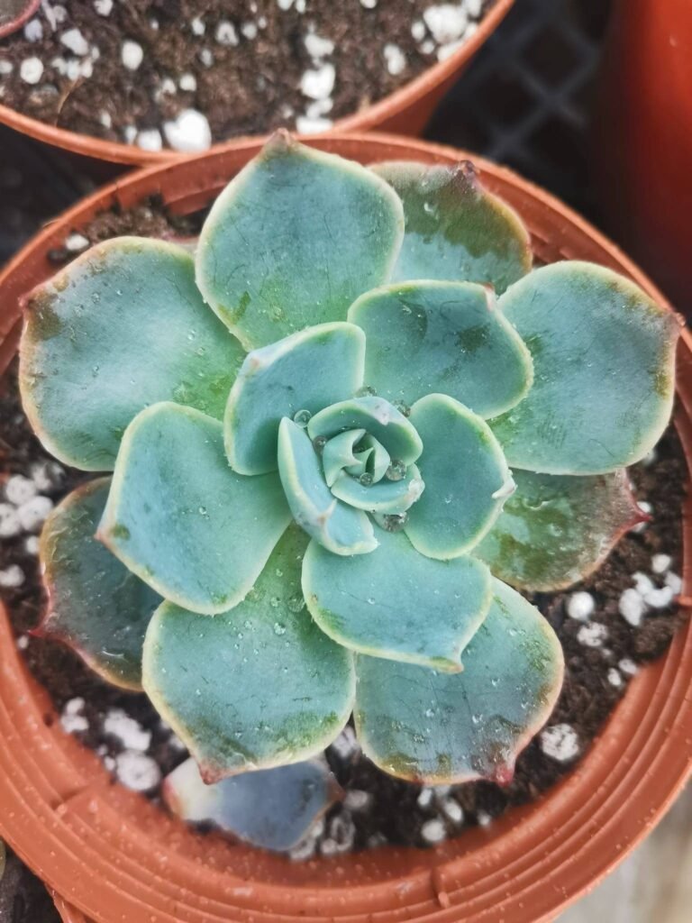 Siracactus-Succulente-Echeveria-colorshift.jpg