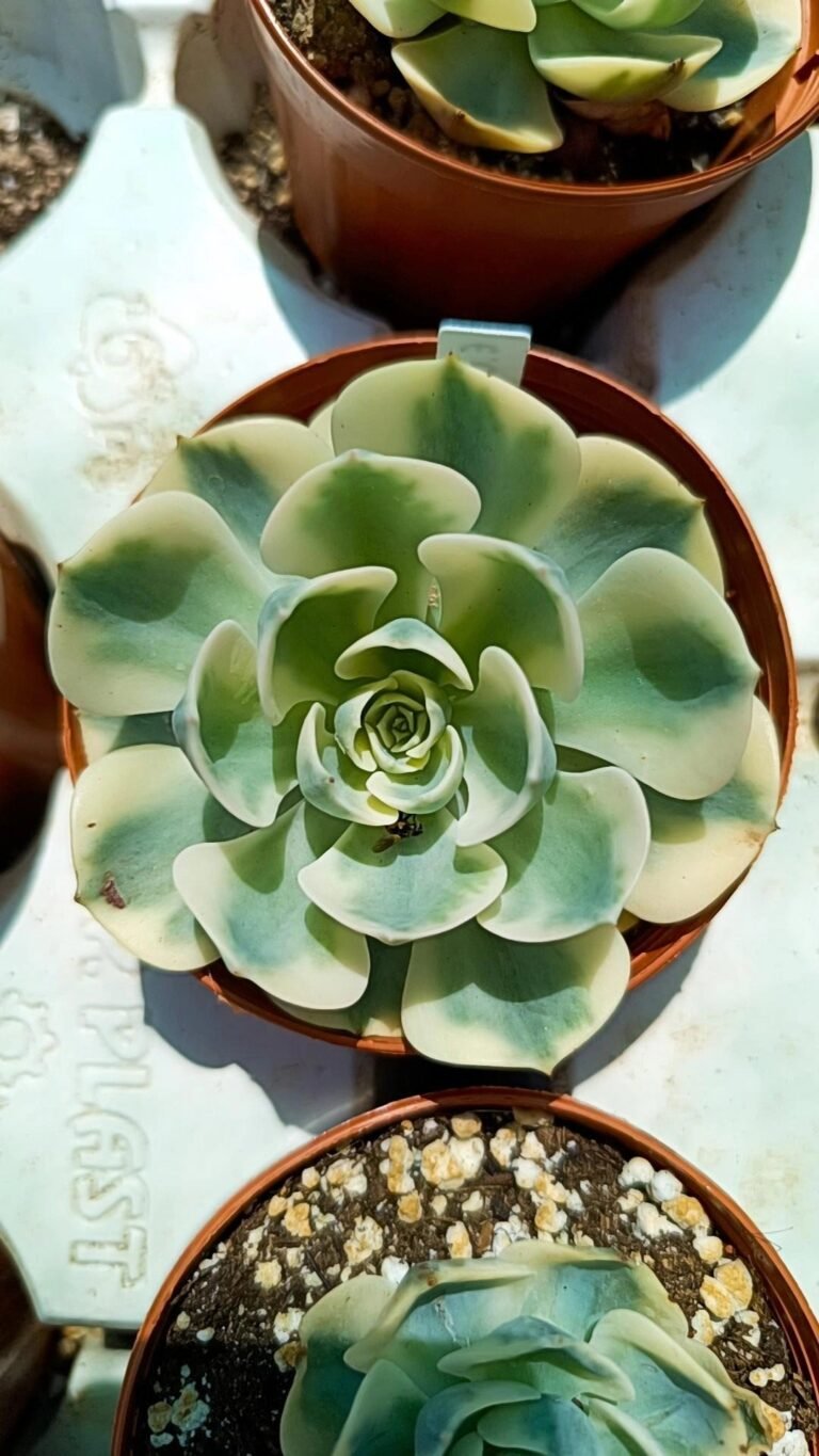 Siracactus-Succulente-Echeveria-compton-carousel-variegata-3.jpg