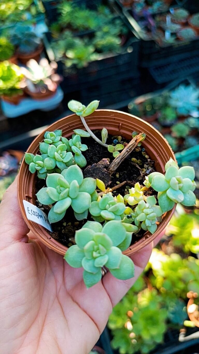 Siracactus-Succulente-Echeveria-cream-puff-Korean.jpg