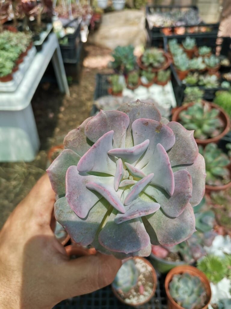 Siracactus-Succulente-Echeveria-cubic-frost.jpg