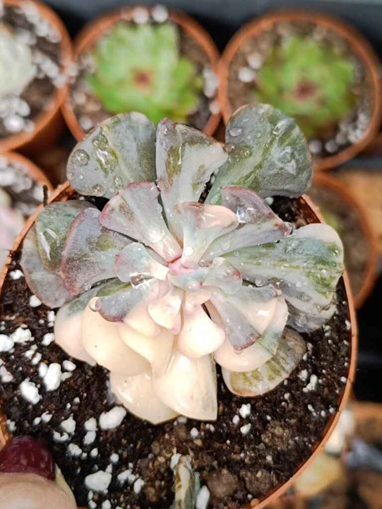 Siracactus-Succulente-Echeveria-cubic-frost-Variegata-korean-2.jpg