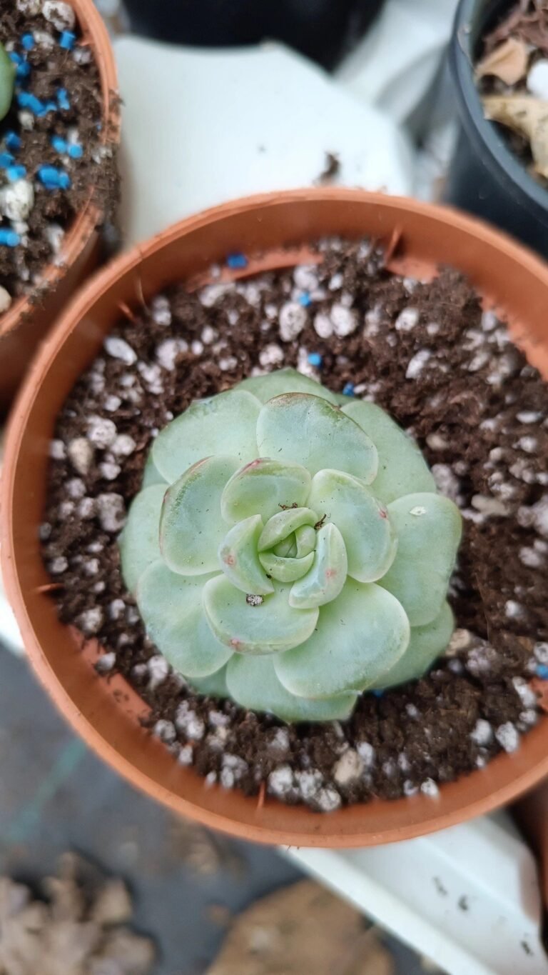 Siracactus-Succulente-Echeveria-daiquiri-korean.jpg