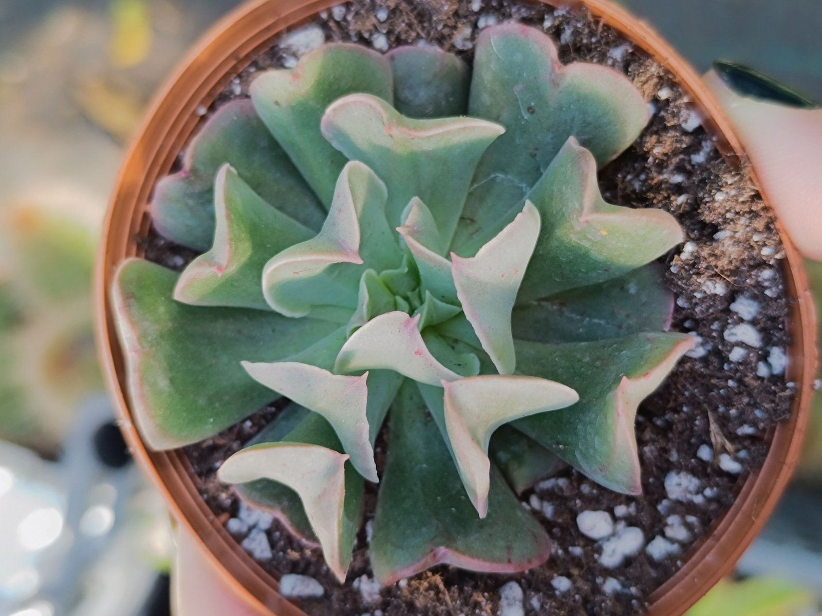 Siracactus-Succulente-Echeveria-dark-Vader.jpg