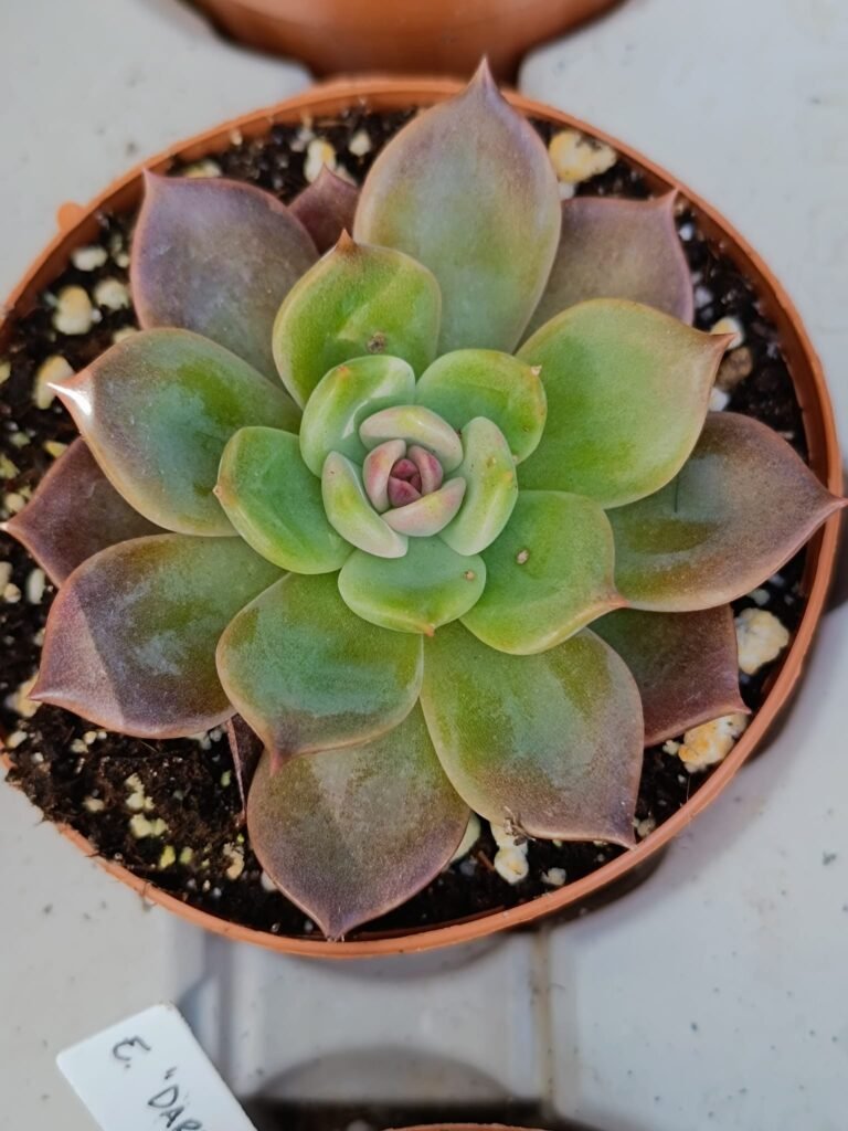 Siracactus-Succulente-Echeveria-dark-chocolate-koreana-2.jpg