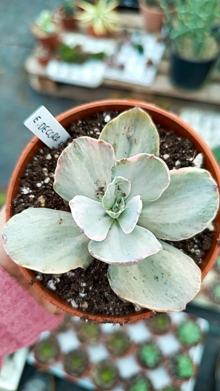 Siracactus-Succulente-Echeveria-decora-variegata-korean.jpg