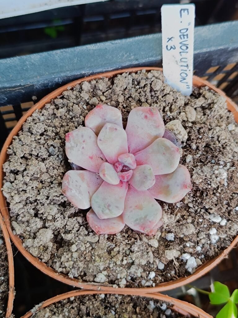 Siracactus-Succulente-Echeveria-devolution-korean-1.jpg