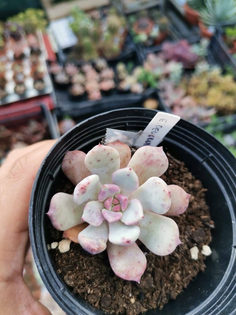 Siracactus-Succulente-Echeveria-devolution-korean.jpg