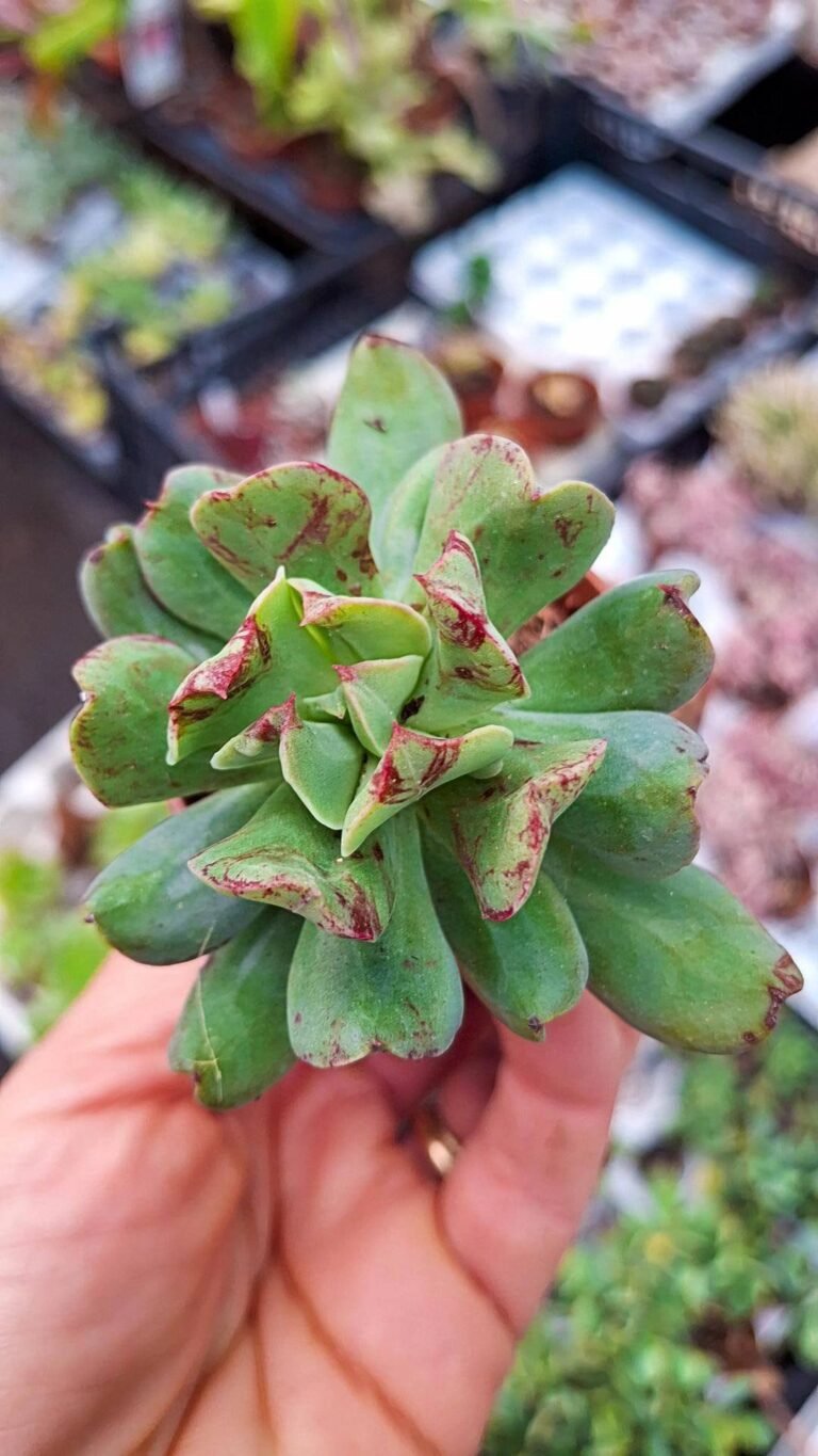 Siracactus-Succulente-Echeveria-diablo-strenght.jpg