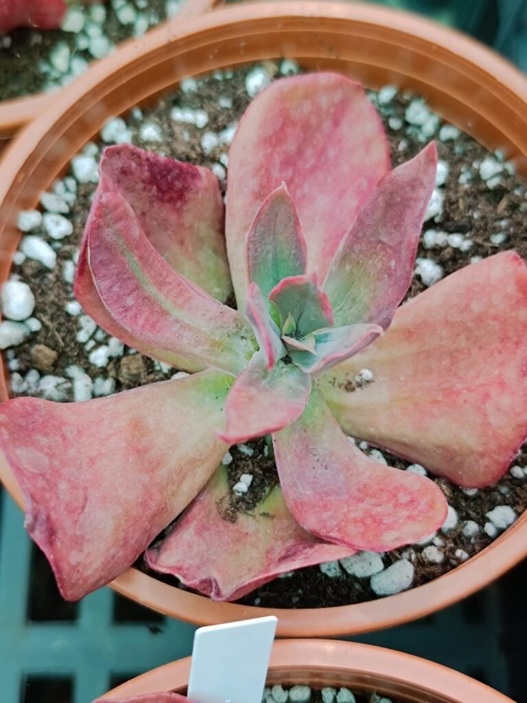 Siracactus-Succulente-Echeveria-diamond-state-variegata.jpg
