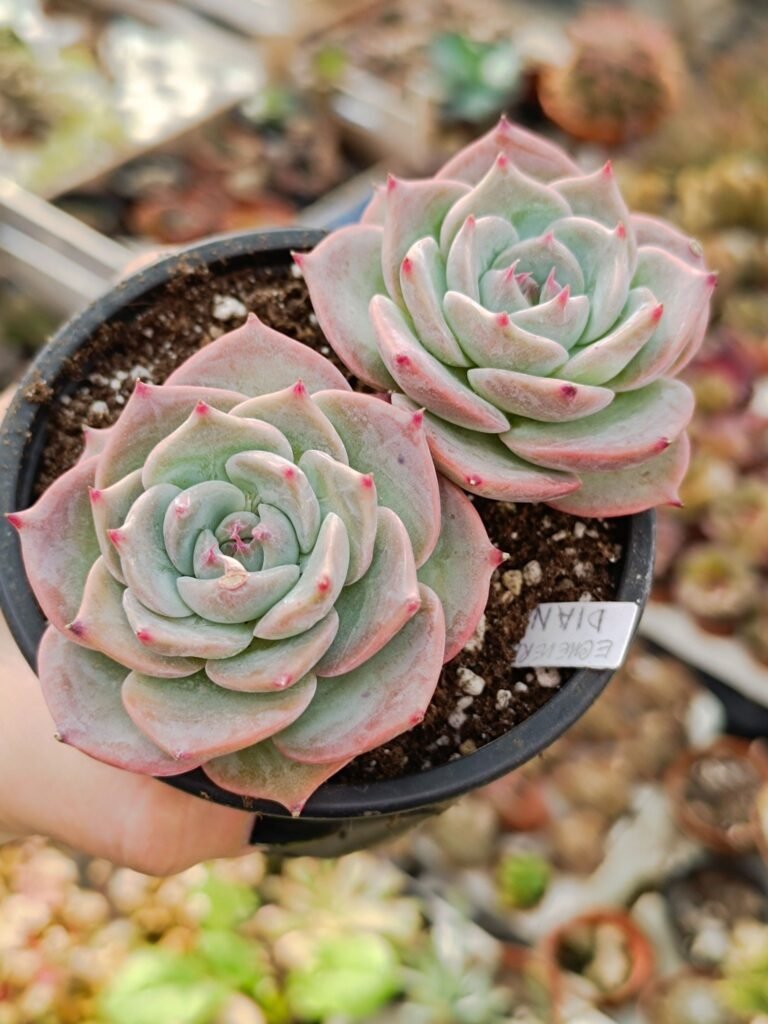 Siracactus-Succulente-Echeveria-diana-korean.jpg