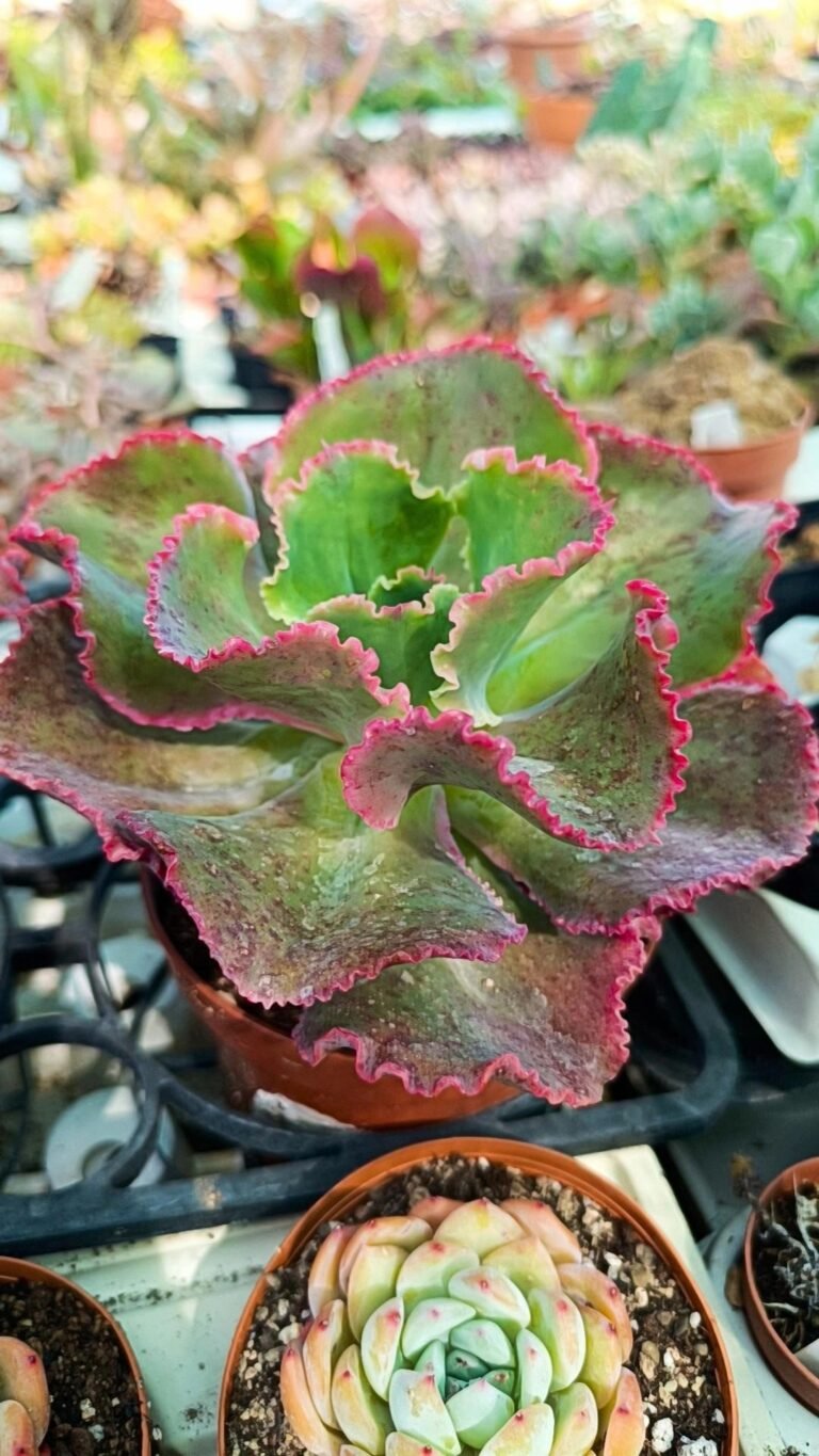 Siracactus-Succulente-Echeveria-dicks-pink.jpg