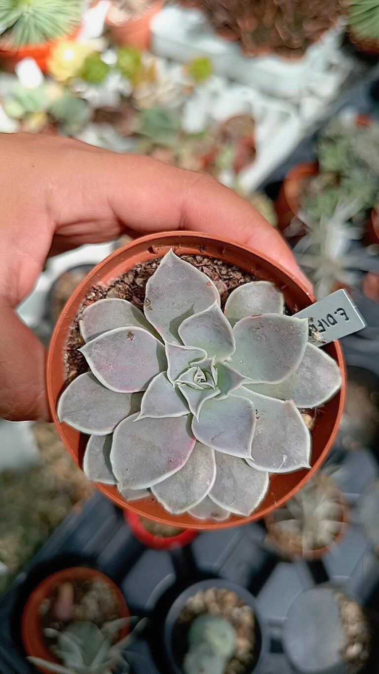Siracactus-Succulente-Echeveria-diffractens-2-1.jpg
