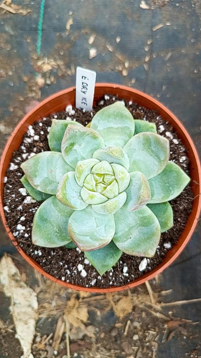 Siracactus-Succulente-Echeveria-dry-ICE-korean-1.jpg
