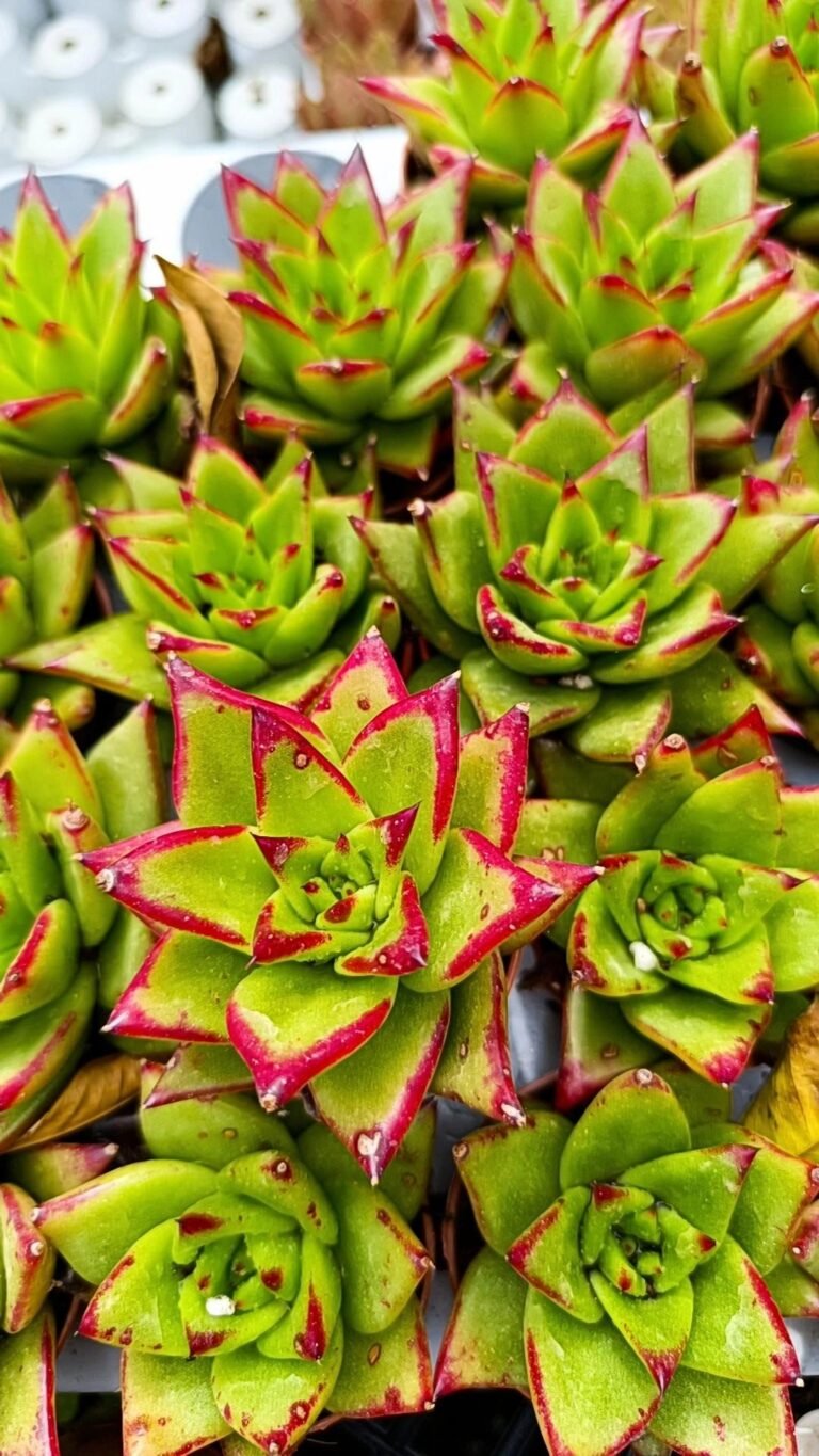 Siracactus-Succulente-Echeveria-ebony-1.jpg