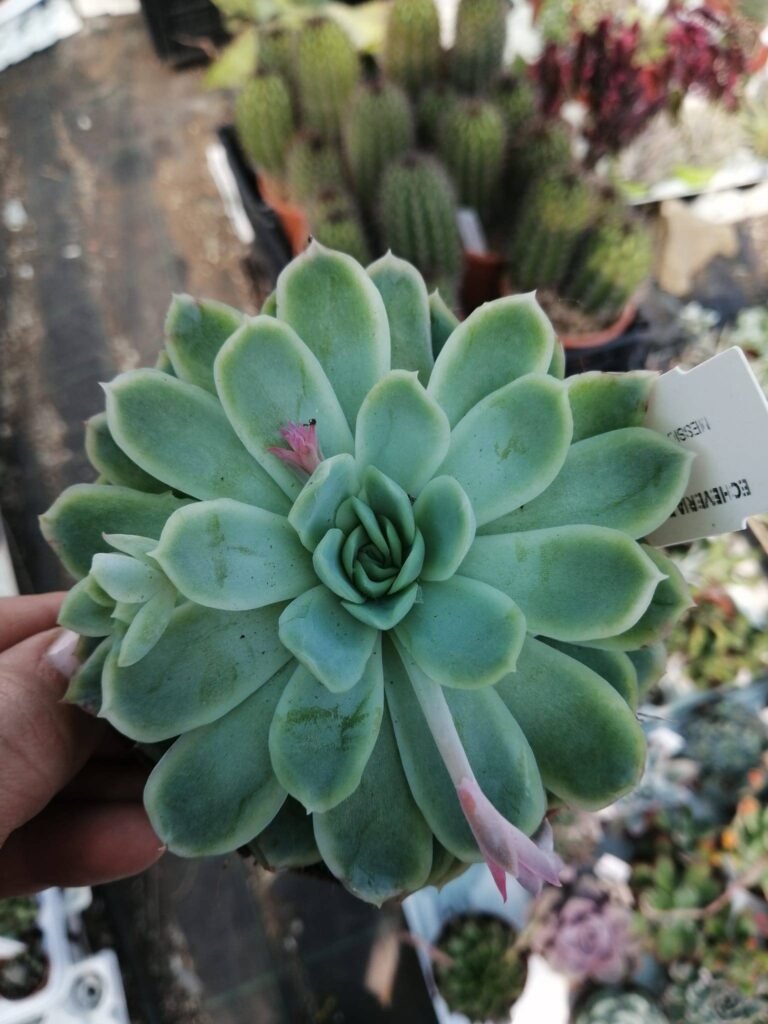 Siracactus-Succulente-Echeveria-elegans.jpg