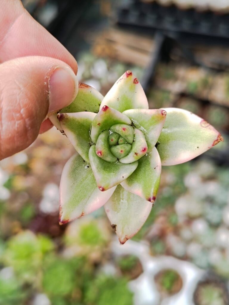 Siracactus-Succulente-Echeveria-elkhorn-variegata-korean.jpg