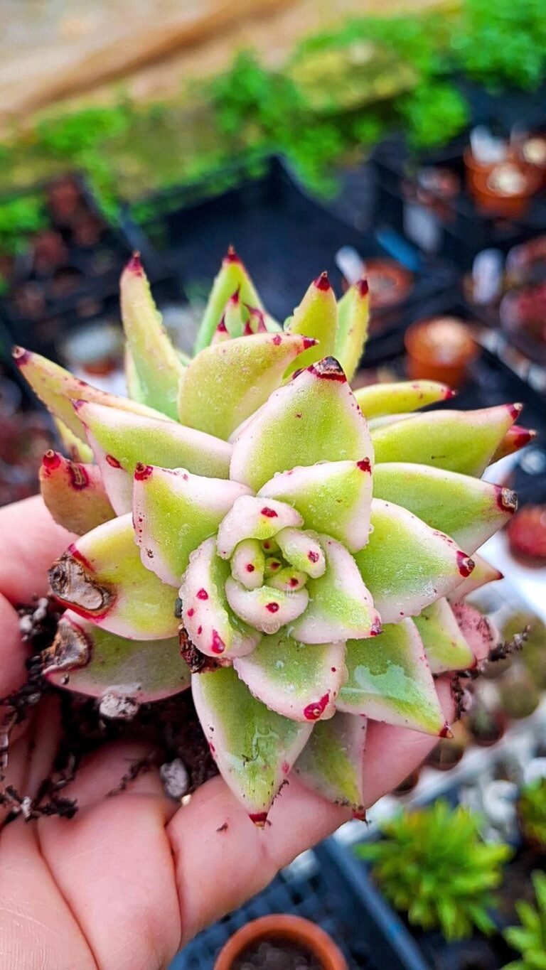 Siracactus-Succulente-Echeveria-elkhorn-variegata-korean-cluster-2.jpg