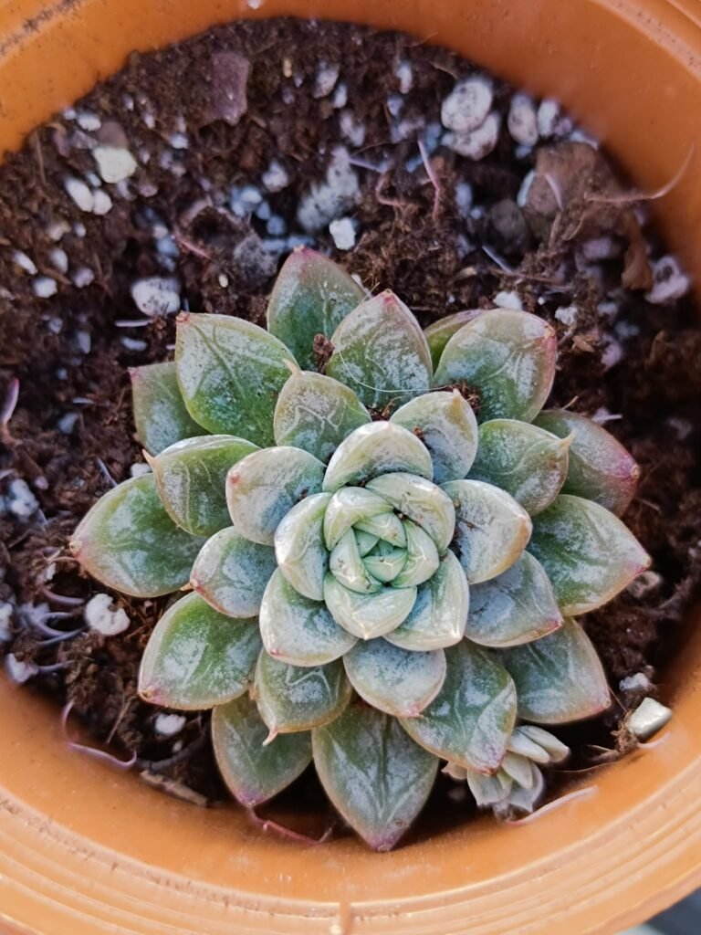 Siracactus-Succulente-Echeveria-elsa-korean.jpg