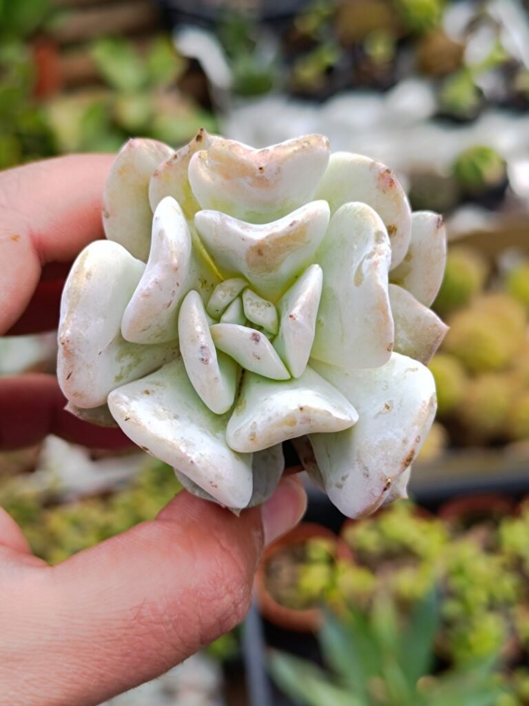 Siracactus-Succulente-Echeveria-exotica.jpg