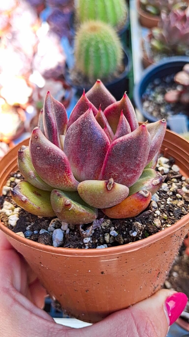 Siracactus-Succulente-Echeveria-eyeline-chocolate-korean.jpg