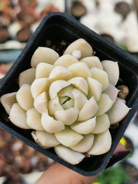 Siracactus-Succulente-Echeveria-fen-pa.jpg