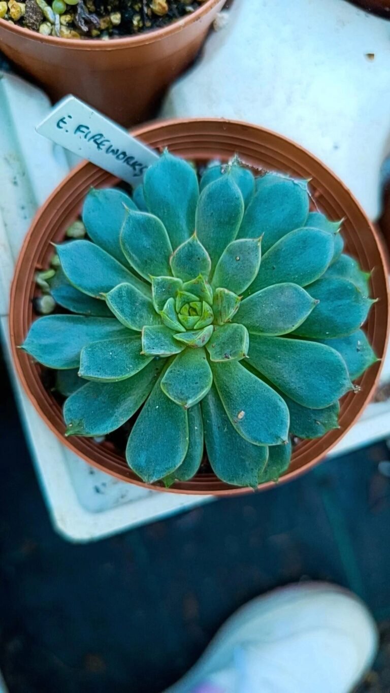 Siracactus-Succulente-Echeveria-fireworks.jpg