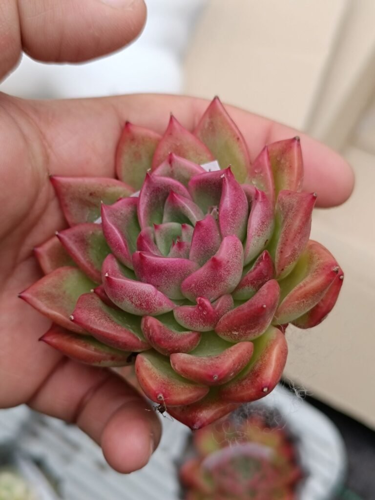 Siracactus-Succulente-Echeveria-floridity-korean.jpg