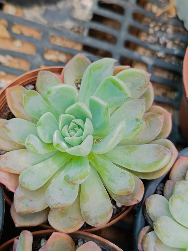 Siracactus-Succulente-Echeveria-flux.jpg