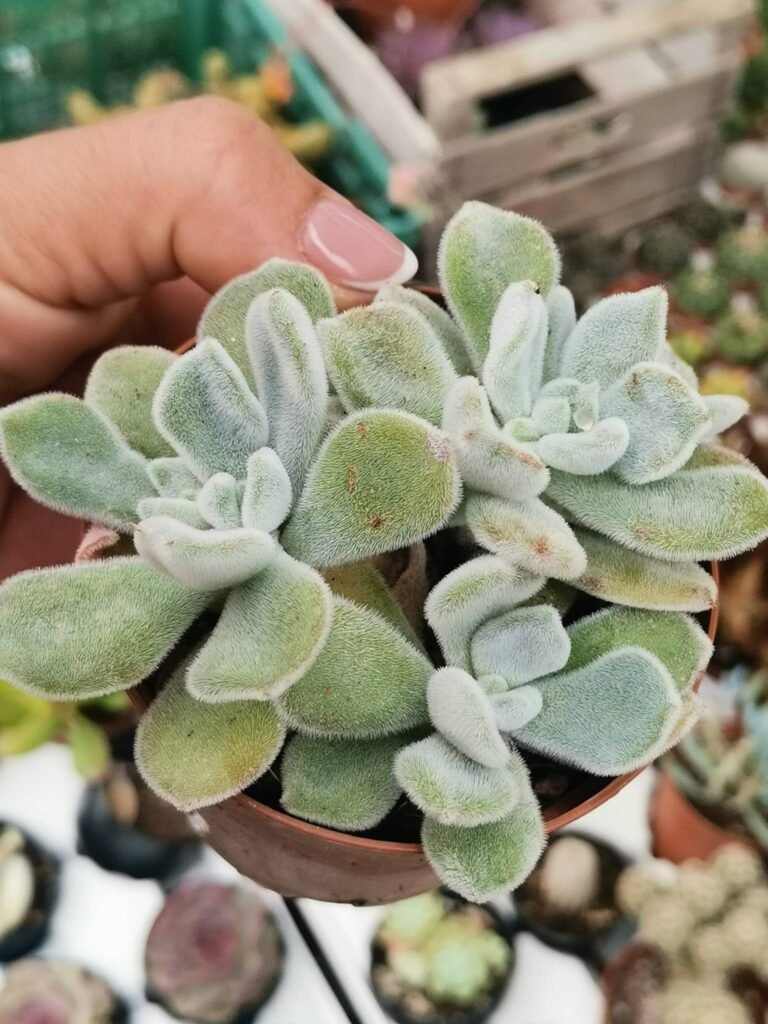 Siracactus-Succulente-Echeveria-frosty-1.jpg