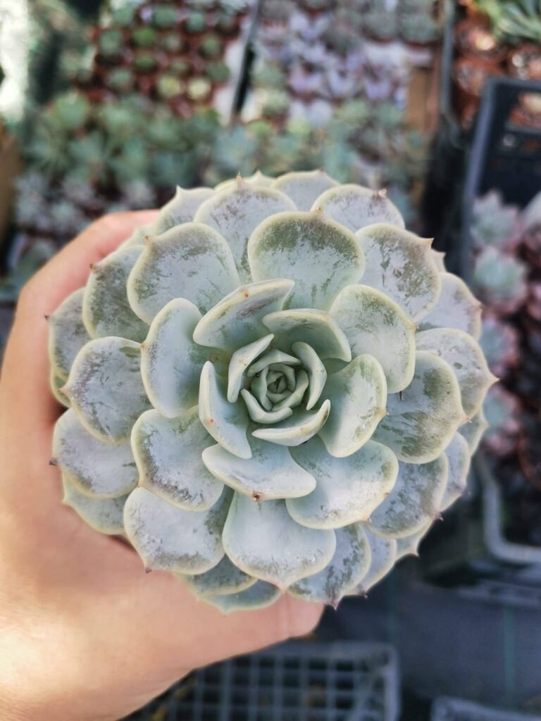 Siracactus-Succulente-Echeveria-fury.jpg