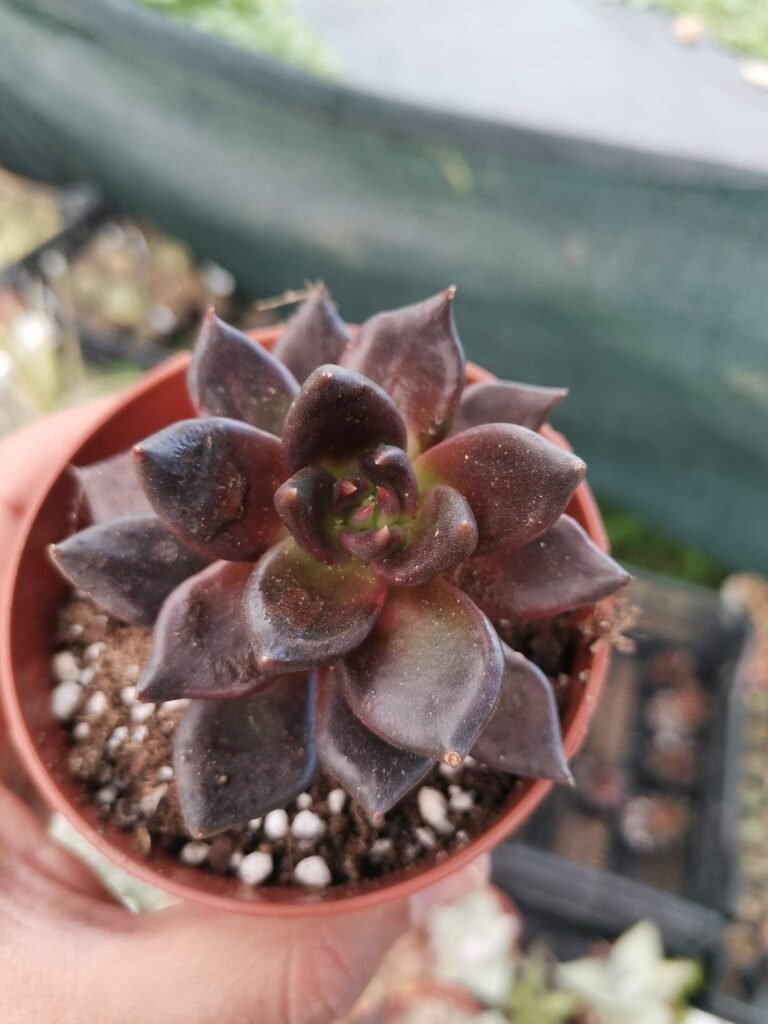 Siracactus-Succulente-Echeveria-ghotika-2.jpg