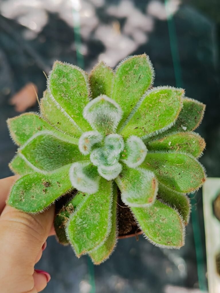 Siracactus-Succulente-Echeveria-giant-mexican-firecracker-1.jpg