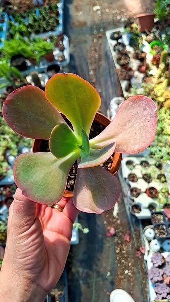 Siracactus-Succulente-Echeveria-gibbiflora-Hybrid-1.jpg