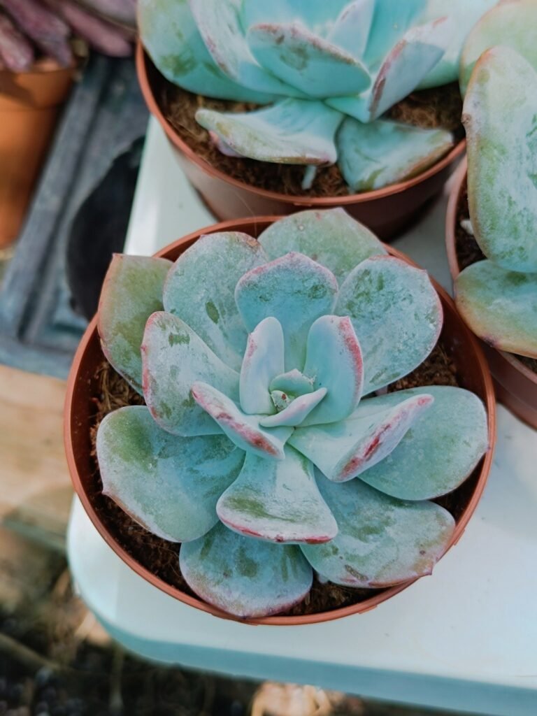 Siracactus-Succulente-Echeveria-gila.jpg