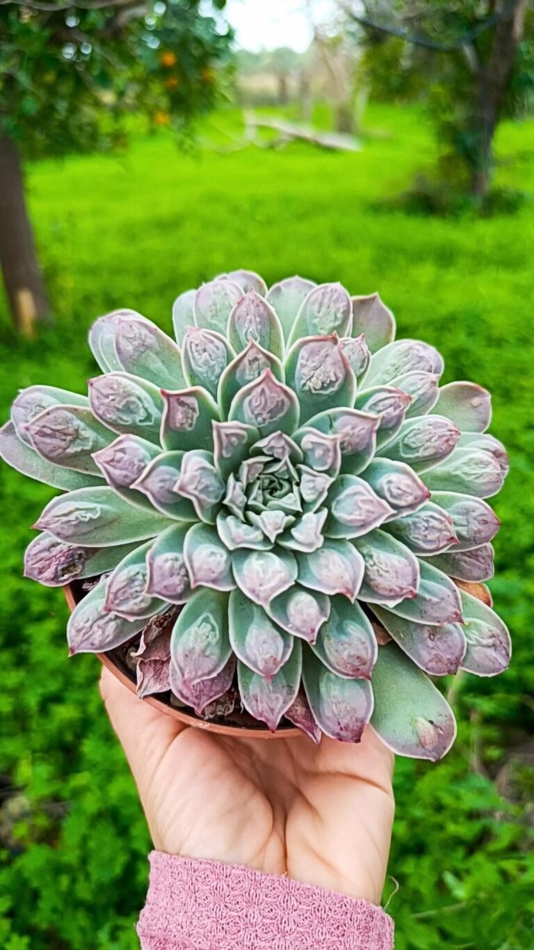 Siracactus-Succulente-Echeveria-gilo-drop-1.jpg